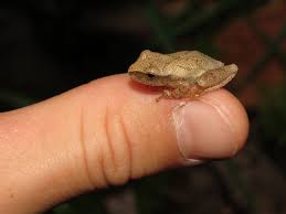 Spring peeper on a finger.